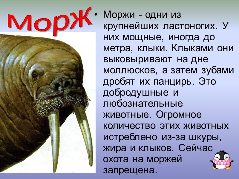 Моржи - одни из крупнейших ластоногих. У них мощные, иногда до метра, клыки. Клыками